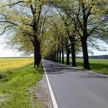 allee bei friedersdorf2.jpg